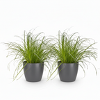Green boutiQ - Plante d'intérieur - Cyperus alternifolius Zumula - Herbe à chat - Plante adaptée aux animaux domestiques - Vert - 2 plantes - avec cache-pot gris - Pot 12 cm - Hauteur 20 cm