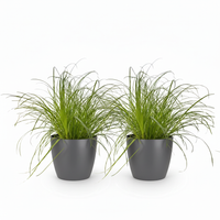 Green boutiQ - Kamerplant - Cyperus alternifolius Zumula - Kattengras - Huisdiervriendelijke Plant - Groen - 2 Planten - met Potter Grijs - Pot 12cm - Hoogte 20cm