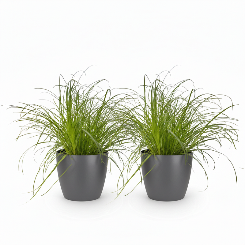 Green boutiQ - Kamerplant - Cyperus alternifolius Zumula - Kattengras - Huisdiervriendelijke Plant - Groen - 2 Planten - met Potter Grijs - Pot 12cm - Hoogte 20cm