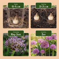 120x Allium Christophii - Sterrenlook - Paars - Zomerbloeier - Bolmaat 10/12
