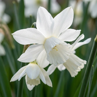 30x Narcissus Botanical White Mix - Botanische witte narcis mix - Wit - Voorjaarsbloeier - Bolmaat 10/12