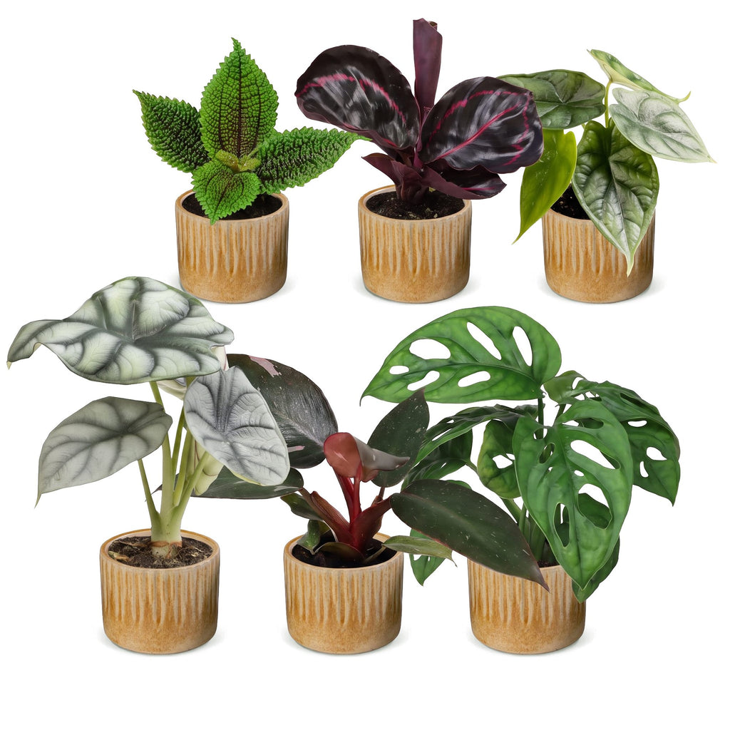 6x Baby Jungle Mix - Various colours - Tropical - incl. Linnea Honey - Ø6cm - ↕10-15cm