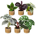 6x Baby Jungle Mix - Various colours - Tropical - incl. Linnea Honey - Ø6cm - ↕10-15cm