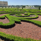 Green boutiQ - Haie de buis - BetterBuxus Babylon Beauty - Résistant au dépérissement du buis - 12 plantes - 2 mètres linéaires - pot 13 cm hauteur 30-35