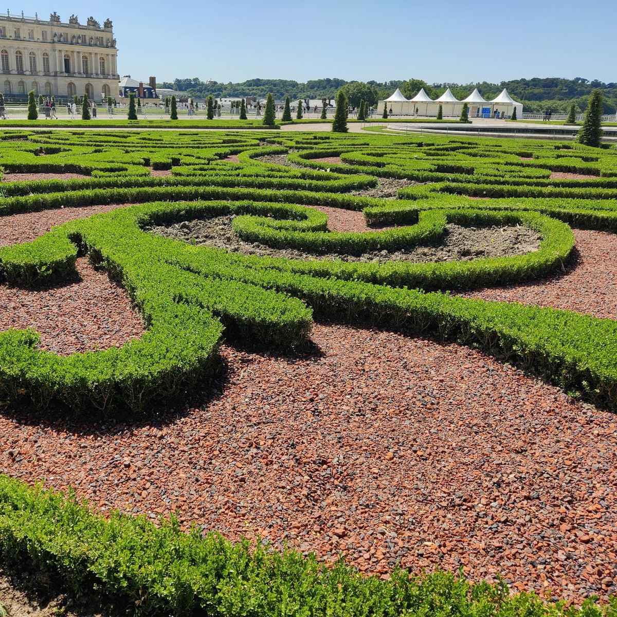 Green boutiQ - Haie de buis - BetterBuxus Babylon Beauty - Résistant au dépérissement du buis - 12 plantes - 2 mètres linéaires - pot 13 cm hauteur 30-35