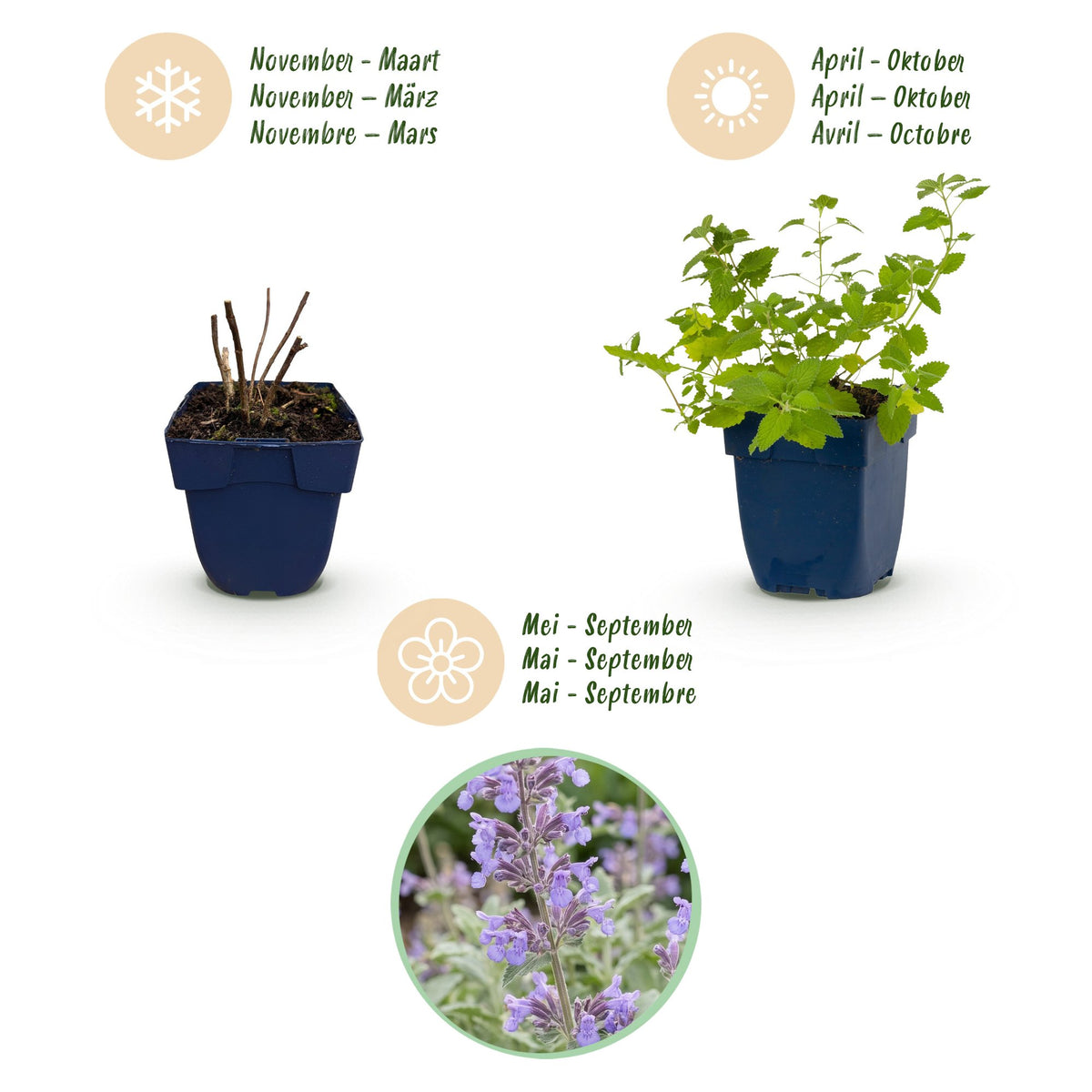 Green boutiQ - Plante vivace - Nepeta faassenii - Herbe aux chats - Attire les abeilles et les papillons - Violet - 1 Plante - Pot 11cm - Hauteur 15-25cm
