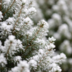 Picea glauca Conica - Dwarf Alberta Spruce - Green - White - Christmas tree - incl. basket - Ø17cm - ↕65cm