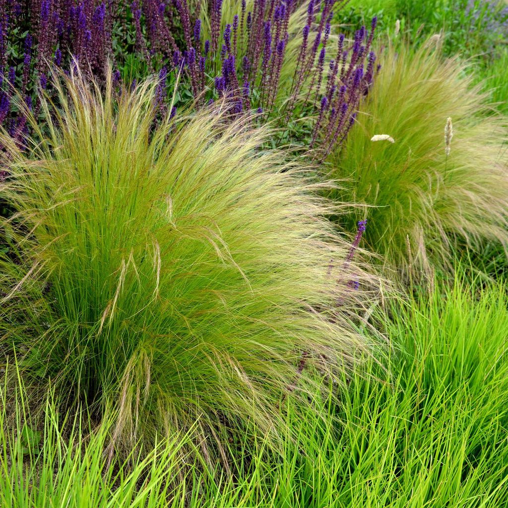 Green boutiQ - Ziergräser - Stipa tenuifolia Pony Tails - Grün - 4 Pflanzen - Immergrün - Pflegeleicht - Topf 17cm Höhe 50cm