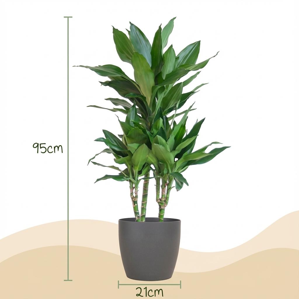 Green boutiQ - Zimmerpflanze - Drachenbaum - Dracaena Janet Craig - Grün - Pflegeleicht - 1 Pflanze - mit Topf Grau - Topf 21cm - Höhe 90 - 100cm