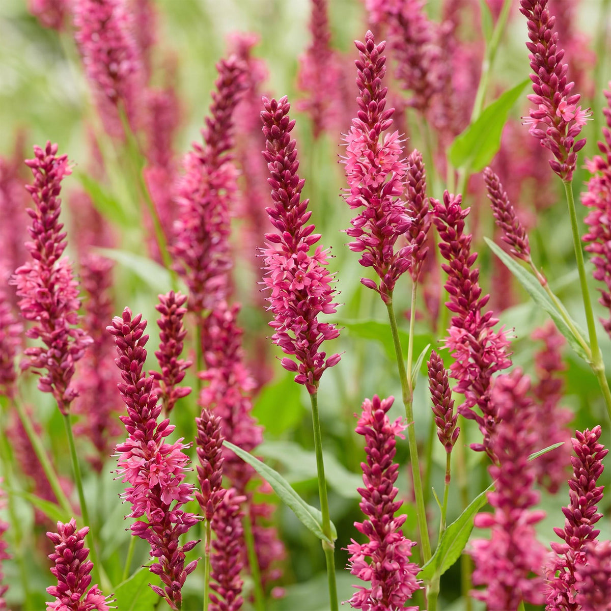 Green boutiQ - Plante vivace - Persicaria amplexicaulis - Renouée - Ombre - Rouge - 3 plantes - Pot 11cm - Hauteur 15-25cm