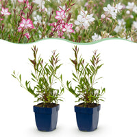 Green boutiQ - Vasteplant - Gaura Duo - Prachtkaars - Bijen en Vlinderlokkers - Roze - Wit - 24 Planten - Pot 11cm - Hoogte 15-25cm
