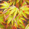 Green boutiQ - Plante de jardin - Acer palmatum Little Princess - Vert - 3 Plantes - Caduc - Peu d'entretien - Pot 12cm Hauteur 35cm