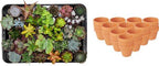 Mini mélange de succulentes - 30 pièces - Ø 8,1 cm - Hauteur : 5-10 cm - Pots en terre cuite