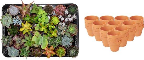 Mini mélange de succulentes - 30 pièces - Ø 8,1 cm - Hauteur : 5-10 cm - Pots en terre cuite