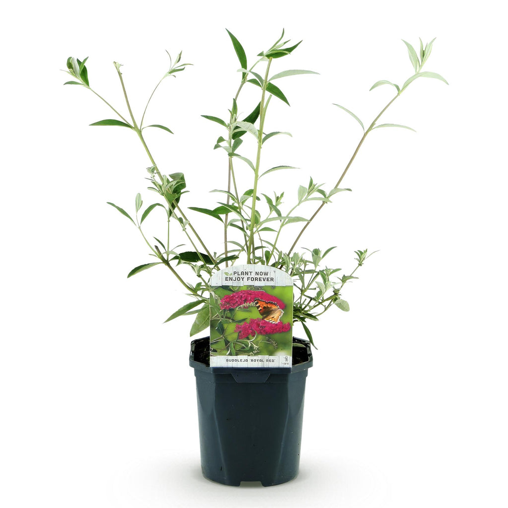 Green boutiQ - Plante de jardin - Buddleja davidii Royal Red - Arbre aux papillons - Rustique - Rouge - 1 plante - Pot 17cm - Hauteur 45cm