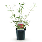 Green boutiQ - Plante de jardin - Buddleja davidii Royal Red - Arbre aux papillons - Rustique - Rouge - 1 plante - Pot 17cm - Hauteur 45cm