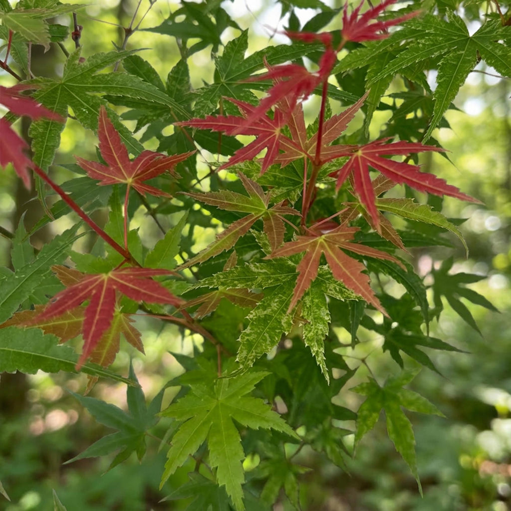 Green boutiQ - Plante de jardin - Acer palmatum Phoenix - Érable du Japon - Caduc - Vert - Rouge - 1 - Pot 26cm - Hauteur 90cm