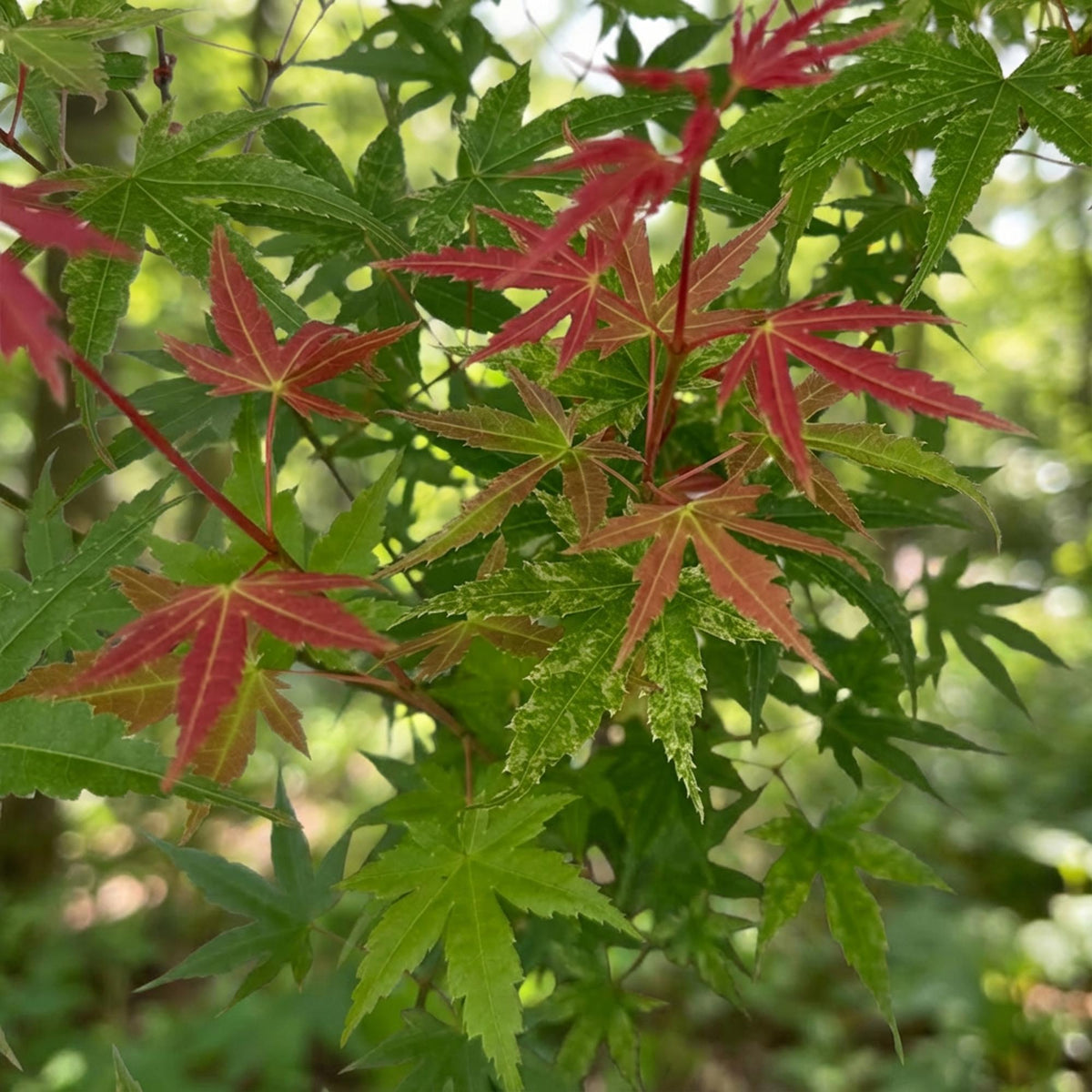 Green boutiQ - Plante de jardin - Acer palmatum Phoenix - Érable du Japon - Caduc - Vert - Rouge - 1 - Pot 26cm - Hauteur 90cm