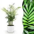 Green boutiQ - Zimmerpflanze - Chamaedorea elegans - Bergpalme - Haustierfreundliche Pflanze - Grün - 1 Pflanze - mit Topf Weiß - Topf 12cm - Höhe 15cm