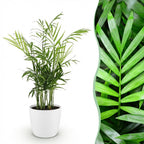 Green boutiQ - Zimmerpflanze - Chamaedorea elegans - Bergpalme - Haustierfreundliche Pflanze - Grün - 1 Pflanze - mit Topf Weiß - Topf 12cm - Höhe 15cm