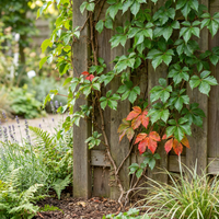 4x Parthenocissus tr. 'Veitchii Boskoop' - Boston ivy - Yellow - Green - Climber - Ø9cm - ↕35cm