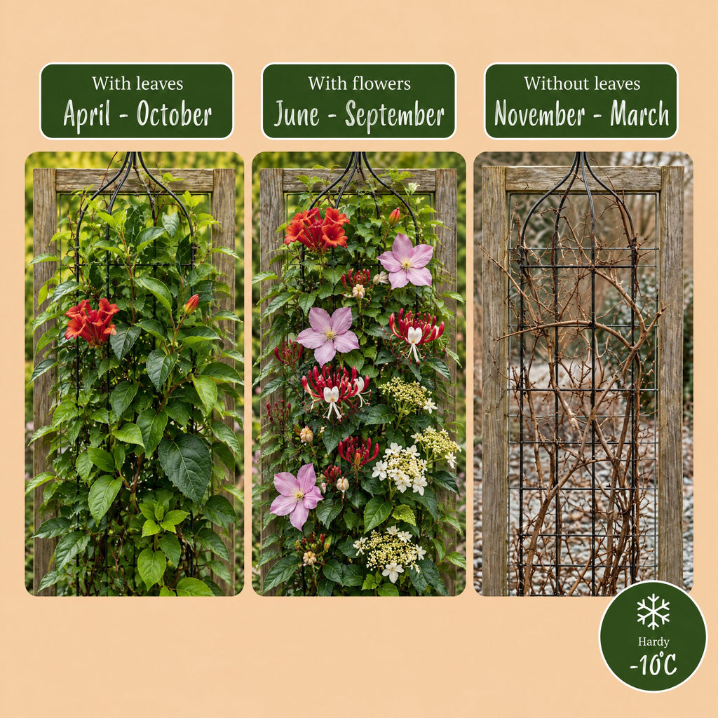 8x Plantes grimpantes Rainbow Colorful - Rose clair - Blanc - Violet - Grimpante - Ø9cm - ↕35cm