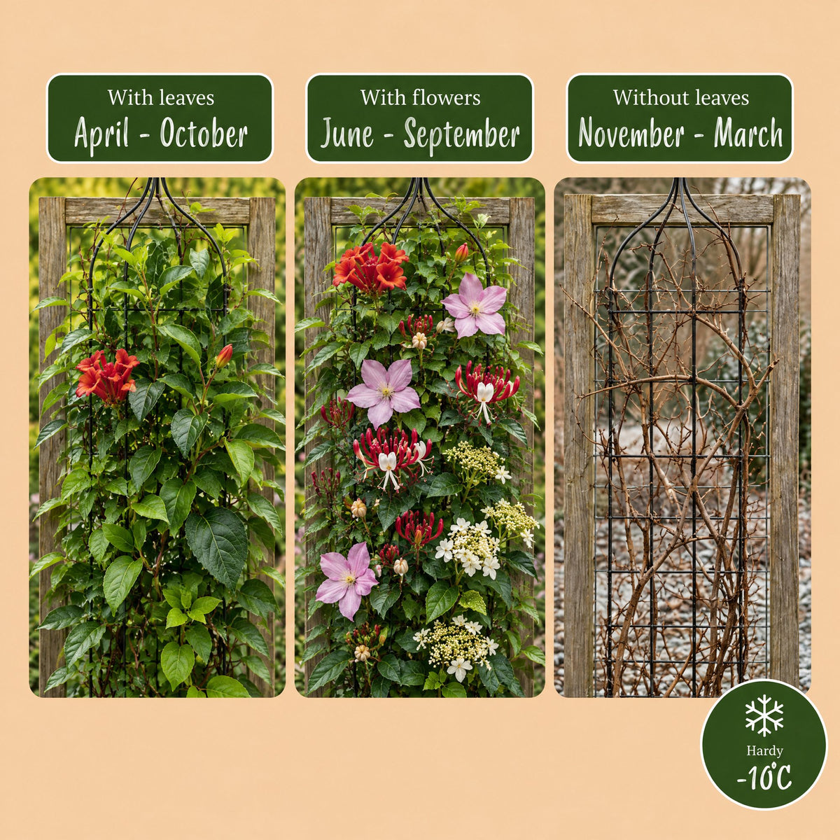 8x Klimplanten Rainbow Courfull - Rainbow Colorful Climbing Plants - Light Pink - White - Purple - Climber - Ø9cm - ↕35cm