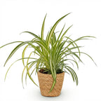 Green boutiQ - Zimmerpflanze - Chlorophytum comosum Variegatum - Bunte Grünlilie - Haustierfreundliche Pflanze - Grün - 1 Pflanze - mit Korb - Topf 12 cm - Höhe 20 cm
