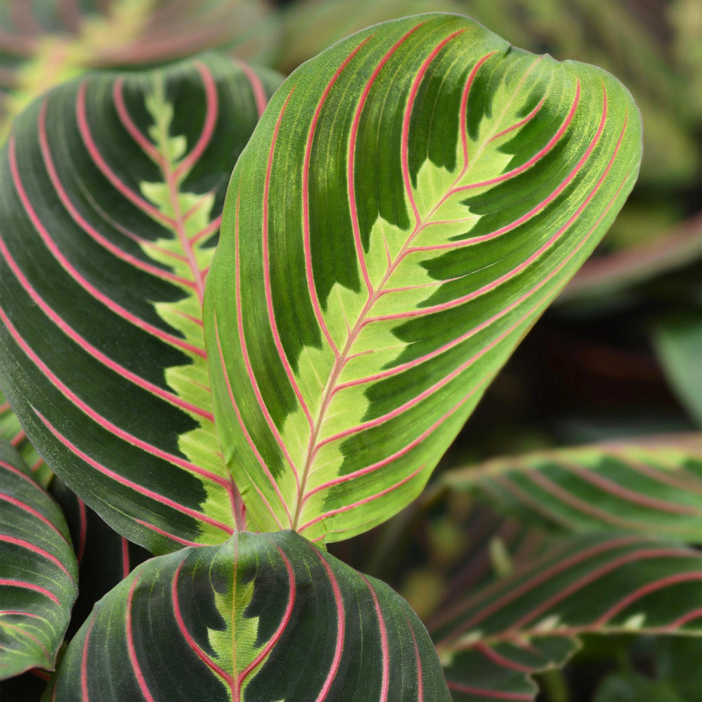 Green boutiQ - Zimmerpflanze - Maranta Fascinator Tricolour - Gebetspflanze - Haustierfreundliche Pflanze - Grün - 4 Pflanzen - mit Topf Grau - Topf 12cm - Höhe 25cm