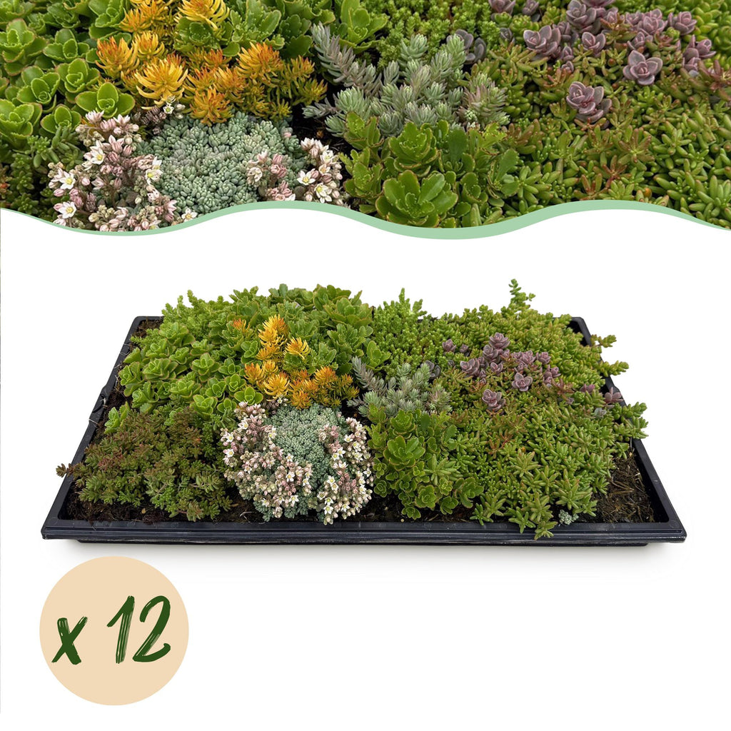 Green boutiQ - Couvre-sol - Rustique - Tapis de sedum - Composé de 10 espèces - X12 - Peu d'entretien - Longueur 50 Largeur 30