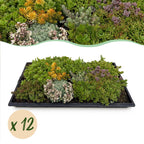 Green boutiQ - Couvre-sol - Rustique - Tapis de sedum - Composé de 10 espèces - X12 - Peu d'entretien - Longueur 50 Largeur 30
