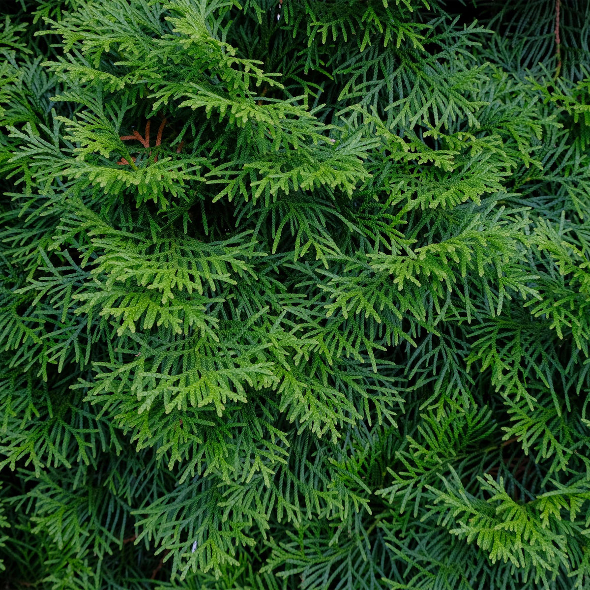 Green boutiQ - Haagplanten - Thuja occidentalis Smaragd - blad groen - 8 planten - 1 strekkende meter - groenblijvend - pot 9cm hoogte 30cm