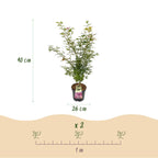 Green boutiQ - Plante de jardin - Acer palmatum Jerre Swarts - Érable du Japon - Caduc - Orange-Rouge - 1 - Pot 26cm - Hauteur 90cm