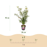 Green boutiQ - Tuinplant - Acer palmatum Jerre Swarts - Japanse Esdoorn - Bladverliezend - Oranje-Rood - 1 - Pot 26cm - Hoogte 90cm