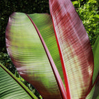 Green boutiQ - Plante fruitière - Musa ensete Maurelli - Bananier - Rustique - Rouge-Vert - 1 Plante - Pot 21cm - Hauteur 90cm