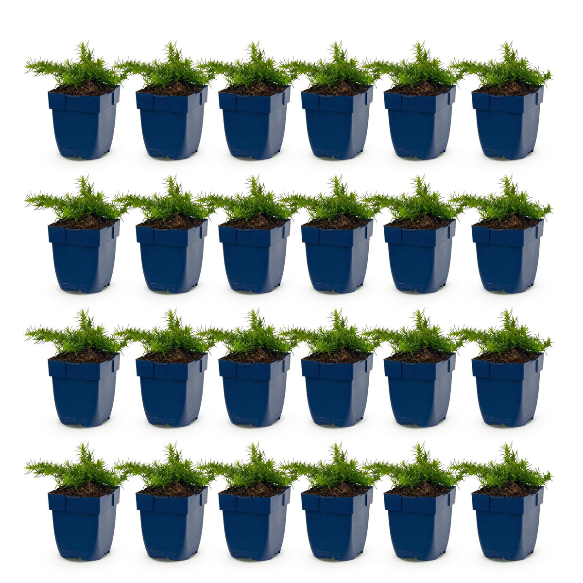 Green boutiQ - Vasteplant - Phlox Maischnee - Vlambloem - Bodembedekkend - Wit - 24 Planten - Pot 11cm - Hoogte 15-25cm