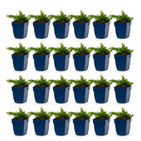 Green boutiQ - Vasteplant - Phlox Maischnee - Vlambloem - Bodembedekkend - Wit - 24 Planten - Pot 11cm - Hoogte 15-25cm