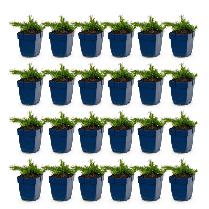 Green boutiQ - Vasteplant - Phlox Maischnee - Vlambloem - Bodembedekkend - Wit - 24 Planten - Pot 11cm - Hoogte 15-25cm