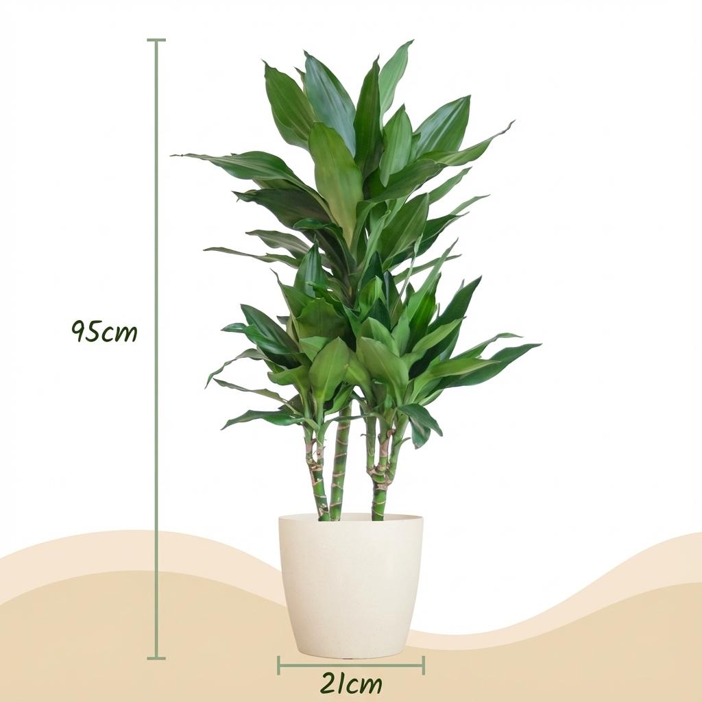 Green boutiQ - Plante d'intérieur - Dragonnier - Dracaena Janet Craig - Vert - Peu d'entretien - 1 plante - avec pot blanc - Pot 21cm - Hauteur 90 - 100cm