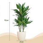 Green boutiQ - Plante d'intérieur - Dragonnier - Dracaena Janet Craig - Vert - Peu d'entretien - 1 plante - avec pot blanc - Pot 21cm - Hauteur 90 - 100cm