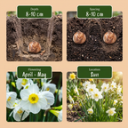 40x Narcissus White Petticoat - Witte petticoatnarcis - Wit - Voorjaarsbloeier - Bolmaat 6/8