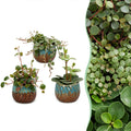 3x Baby Peperomia Mix - Green - Red - Tropical - incl. Copper Reef - Ø6cm - ↕5-15cm