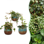 3x Baby Peperomia Mix - Green - Red - Tropical - incl. Copper Reef - Ø6cm - ↕5-15cm