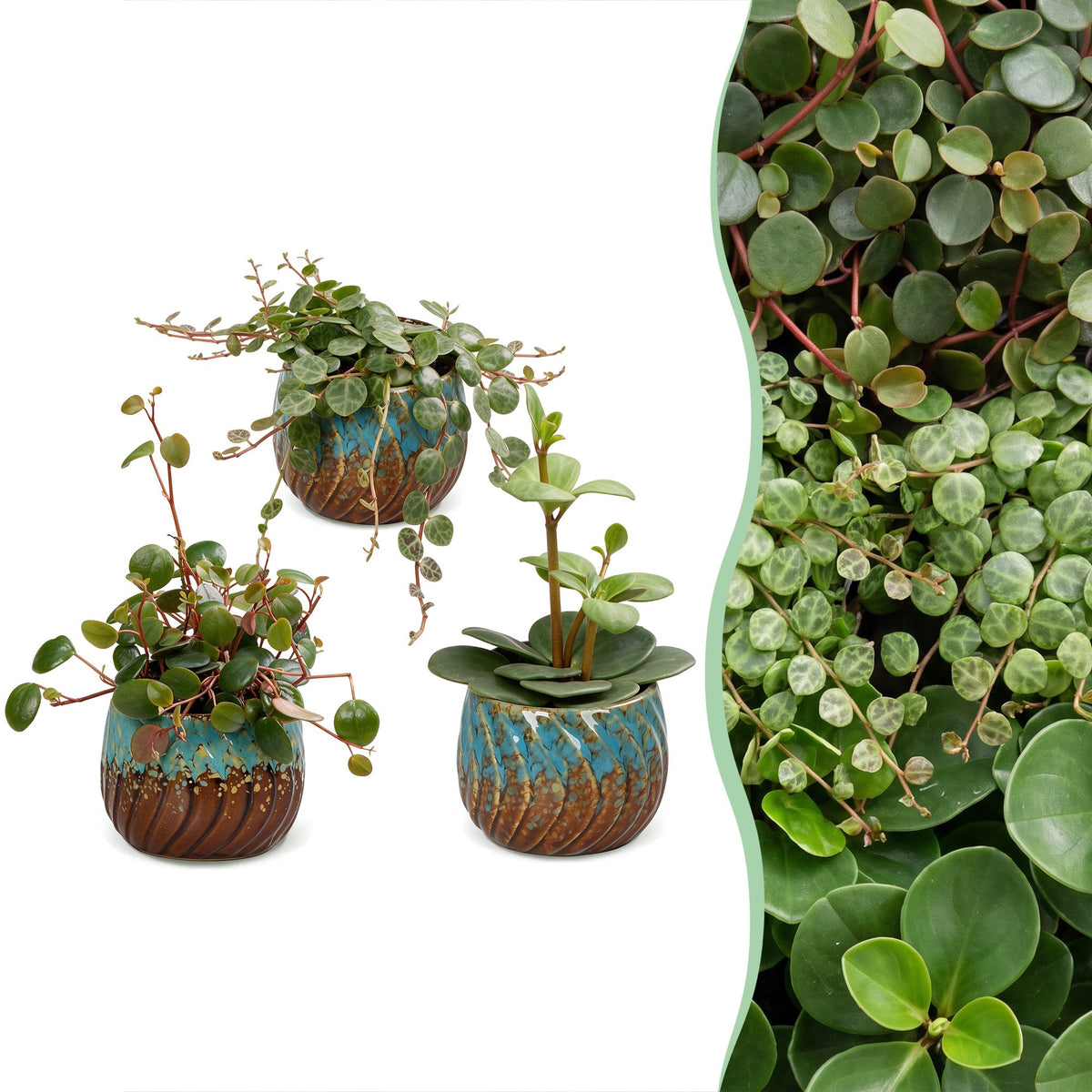 3x Baby Peperomia Mix - Green - Red - Tropical - incl. Copper Reef - Ø6cm - ↕5-15cm