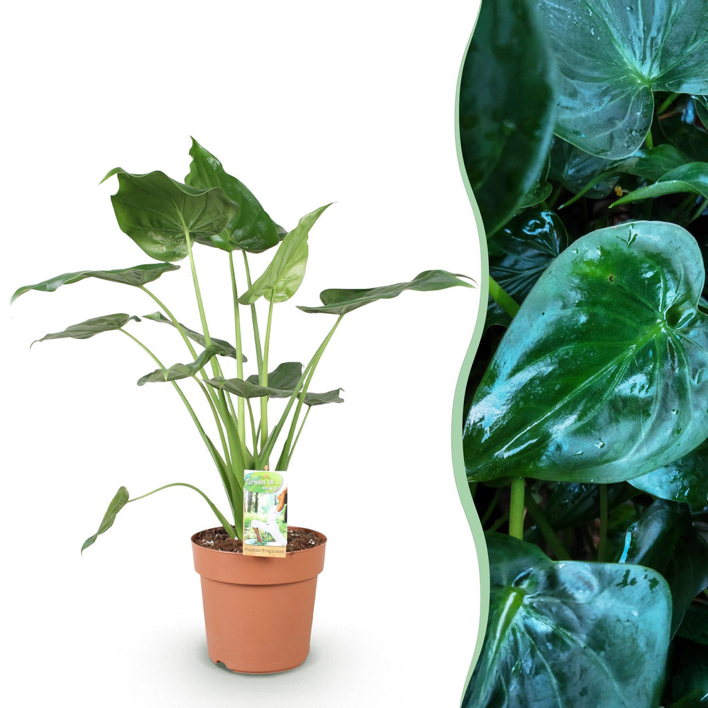 Green BoutiQ - Green is... Plantes d'intérieur - Alocasia Cucullata - Main de Bouddha - Entretien facile - Vert - 1 plante - Pot 21 cm - Hauteur 65-70 cm