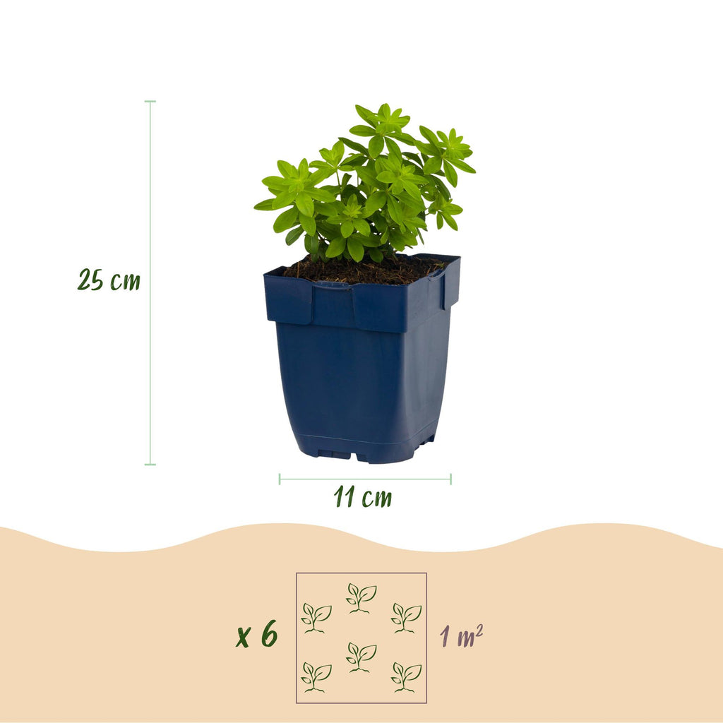 Green boutiQ - Stauden - Galium odoratum - Waldmeister - Bodendeckend - Weiß - 12 Pflanzen - Topf 11 cm - Höhe 15-25 cm