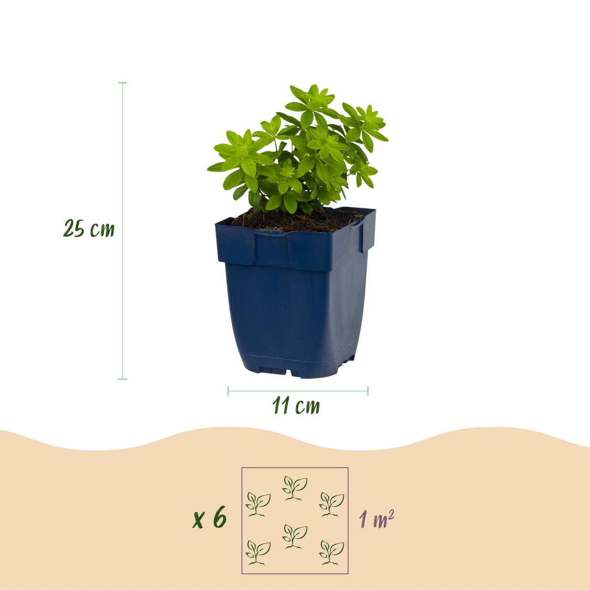 Green boutiQ - Stauden - Galium odoratum - Waldmeister - Bodendeckend - Weiß - 12 Pflanzen - Topf 11 cm - Höhe 15-25 cm