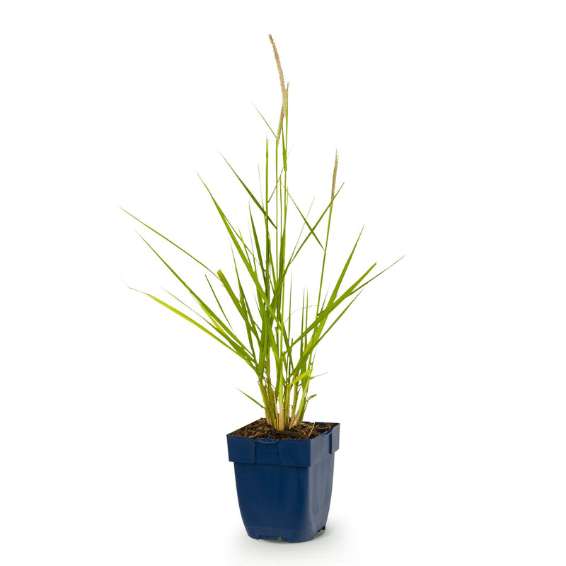 Green boutiQ - Grasses - Pennisetum or. Fairy Tales - Fountain Grass - With Plume - Green - 1 Plant - Pot 11cm - Height 15-25cm