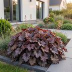 Green boutiQ - Plante vivace - Heuchera micr. Palace Purple - Heuchère - Ombre - Violet - 1 plante - Pot 11 cm - Hauteur 15-25 cm