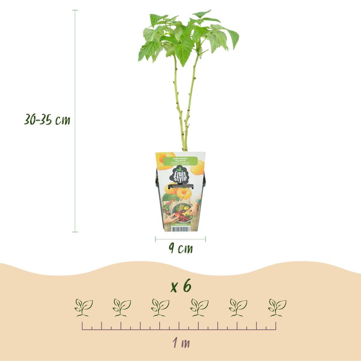 Green boutiQ - Plants fruitiers - Framboisier - Rubus idaeus Fallgold - Rustique - 3 Plantes - Pot 9 cm - Framboise jaune